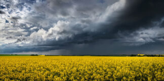 Operacja „Jarucka 2.0” właśnie zdechła. Czy KO wpadnie we własne sidła? KO, operacja