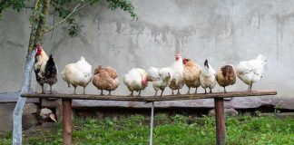 Życie na wsi to nie sanatorium. Ani centrum SPA. Życie na wsi bez filtrów – 10 rzeczy, które zaskoczą