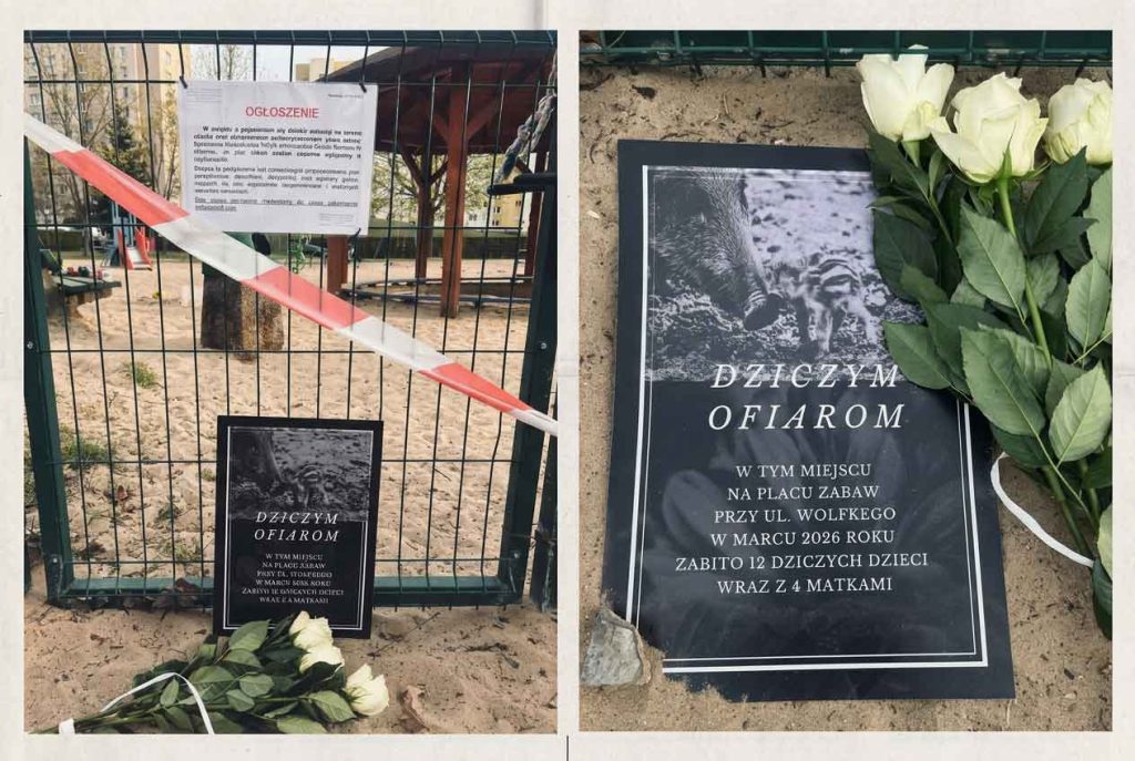 Tydzień z bata 06.04.26 – 10.04.26 – satyryczny przegląd wydarzeń 1 dziki ofiary